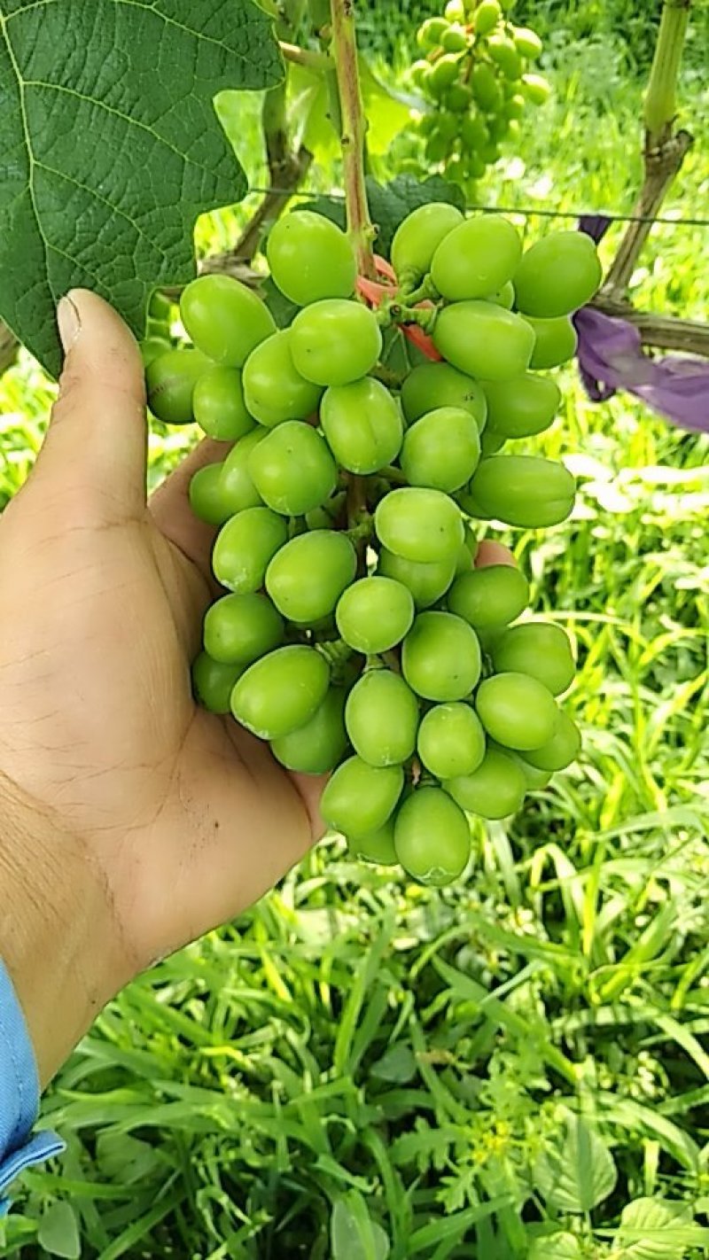 阳光玫瑰，青绿色葡萄，带有淡淡的玫瑰香味，果肉厚实香甜