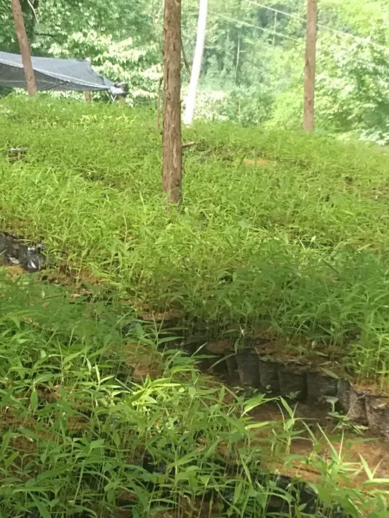 方竹