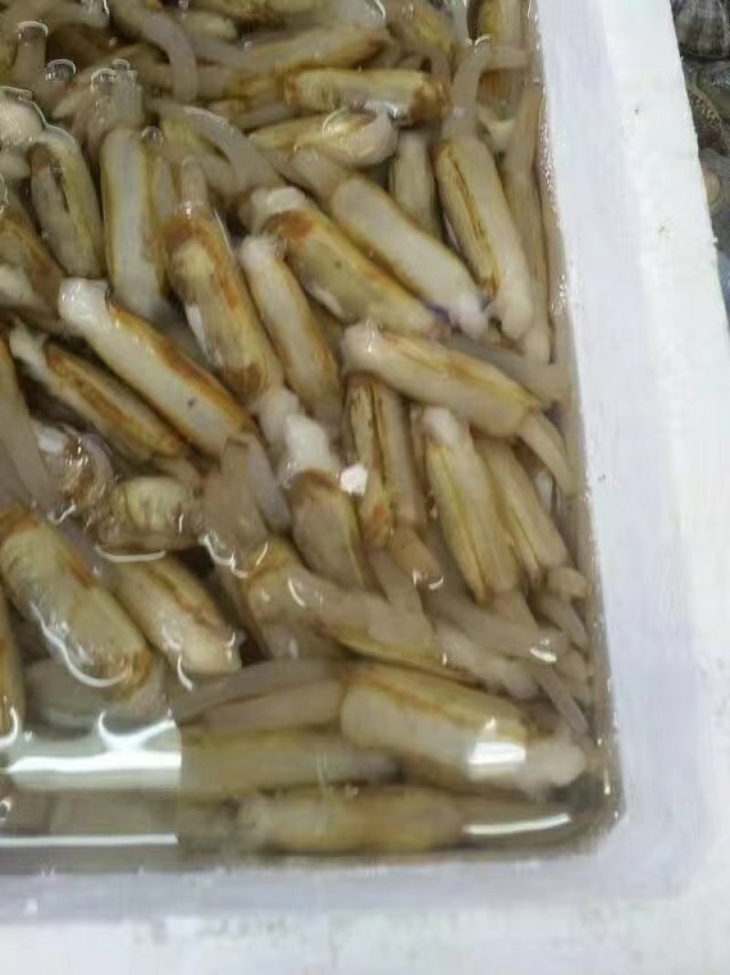新鲜鲜活蛏子海鲜水产鲜活活体贝壳类双头蛏子
