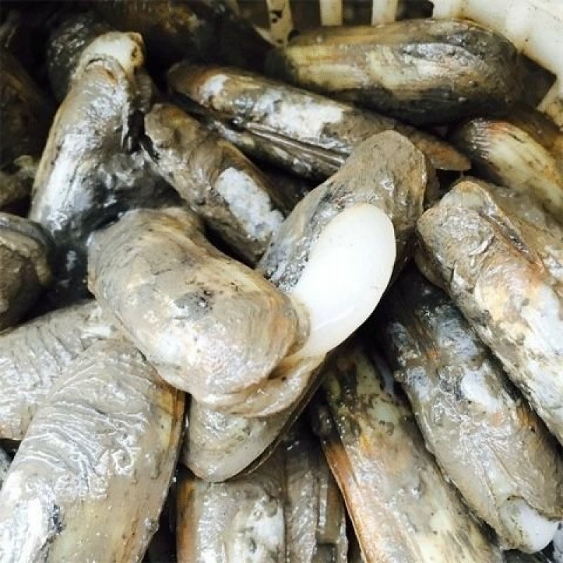新鲜鲜活蛏子海鲜水产鲜活活体贝壳类双头蛏子
