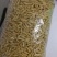 大麦蛹大麦虫金粉虫蛹还有多种昆虫批发