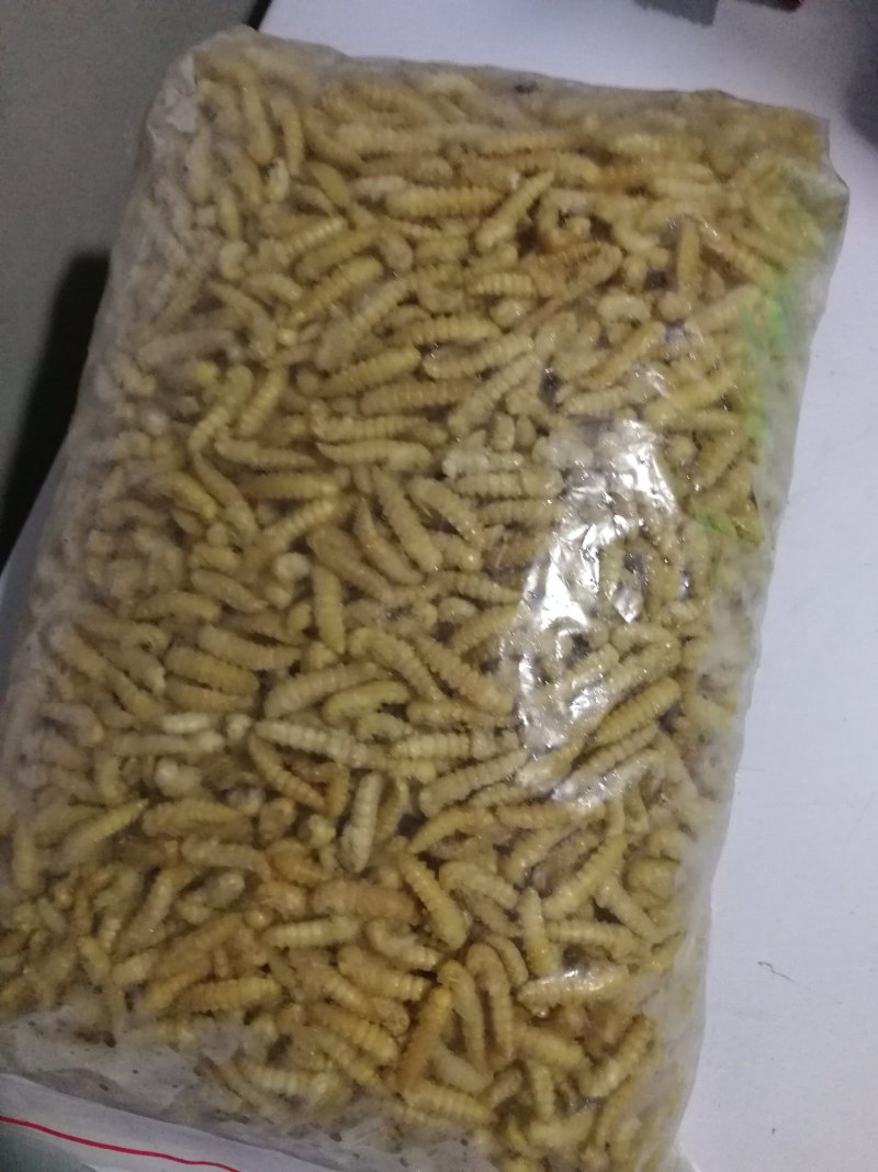 大麦蛹大麦虫金粉虫蛹还有多种昆虫批发