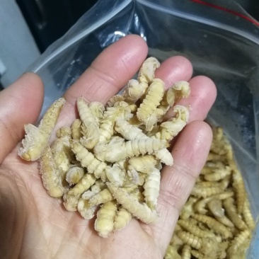 大麦蛹大麦虫金粉虫蛹还有多种昆虫批发
