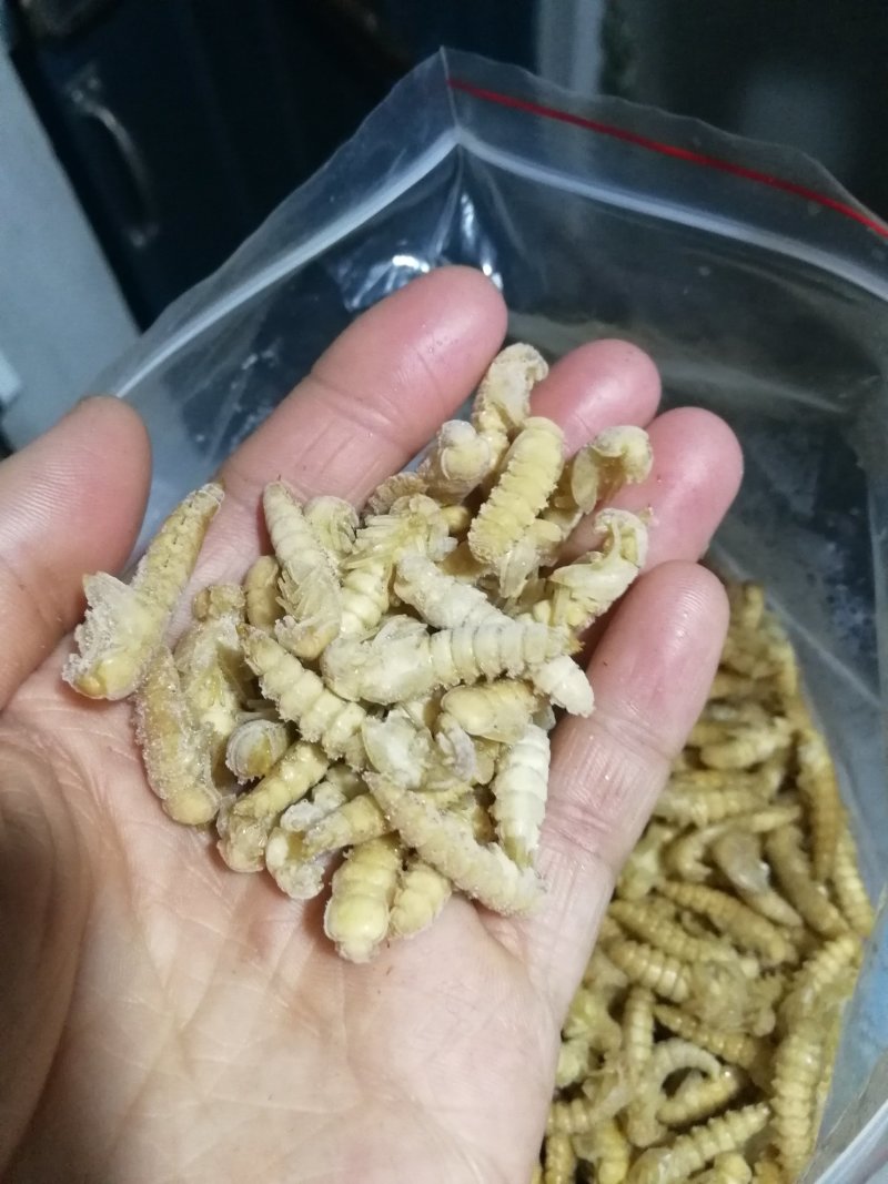 大麦蛹大麦虫金粉虫蛹还有多种昆虫批发
