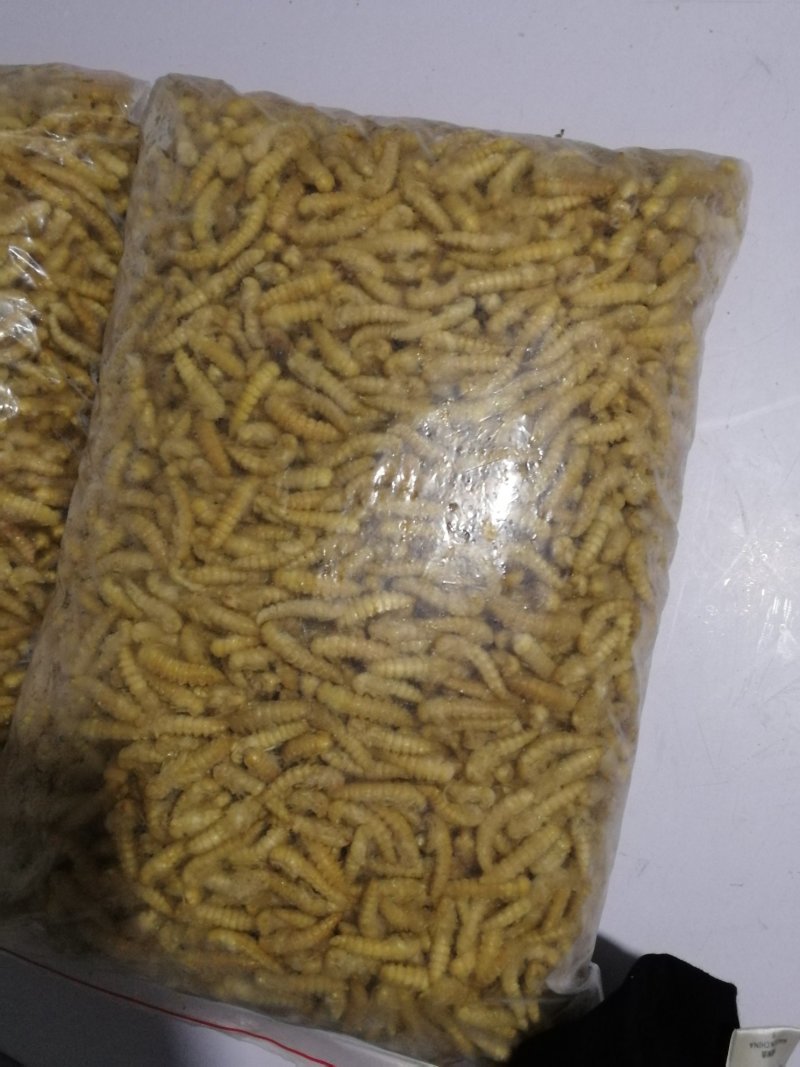 大麦蛹大麦虫金粉虫蛹还有多种昆虫批发
