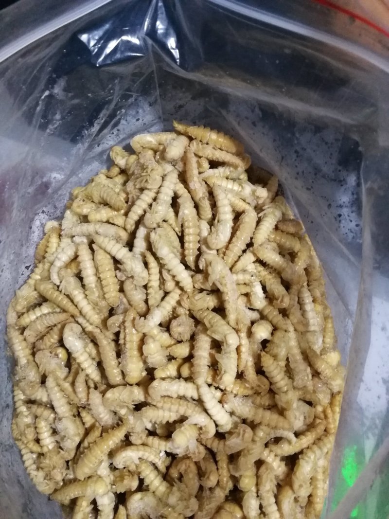 大麦蛹大麦虫金粉虫蛹还有多种昆虫批发