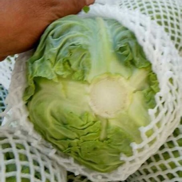 精品甘蓝甘肃圆包菜大量上市中，质量保证，诚信经营