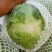 精品甘蓝甘肃圆包菜大量上市中，质量保证，诚信经营