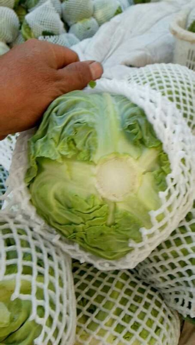 精品甘蓝甘肃圆包菜大量上市中，质量保证，诚信经营