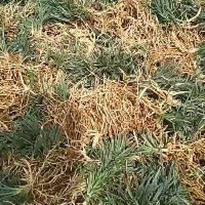 低价出售玉龙草(矮麦冬)基地直供，质量保证。