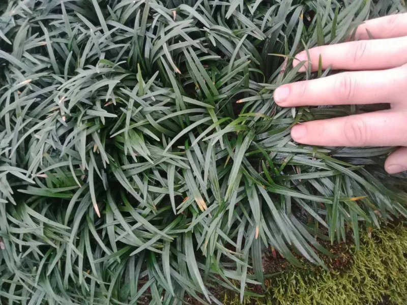 低价出售玉龙草(矮麦冬)基地直供，质量保证。