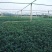 低价出售玉龙草(矮麦冬)基地直供，质量保证。