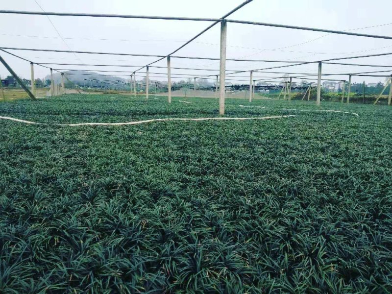 低价出售玉龙草(矮麦冬)基地直供，质量保证。