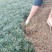 低价出售玉龙草(矮麦冬)基地直供，质量保证。
