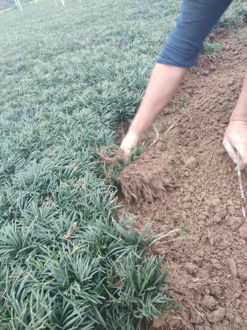 低价出售玉龙草(矮麦冬)基地直供，质量保证。