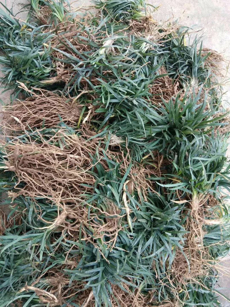 低价出售玉龙草(矮麦冬)基地直供，质量保证。