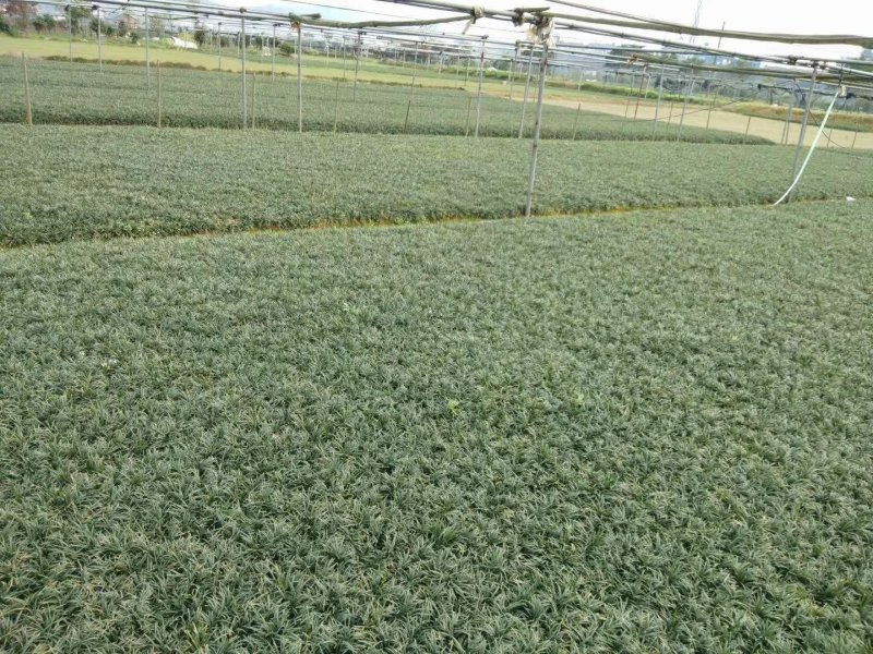 低价出售玉龙草(矮麦冬)基地直供，质量保证。