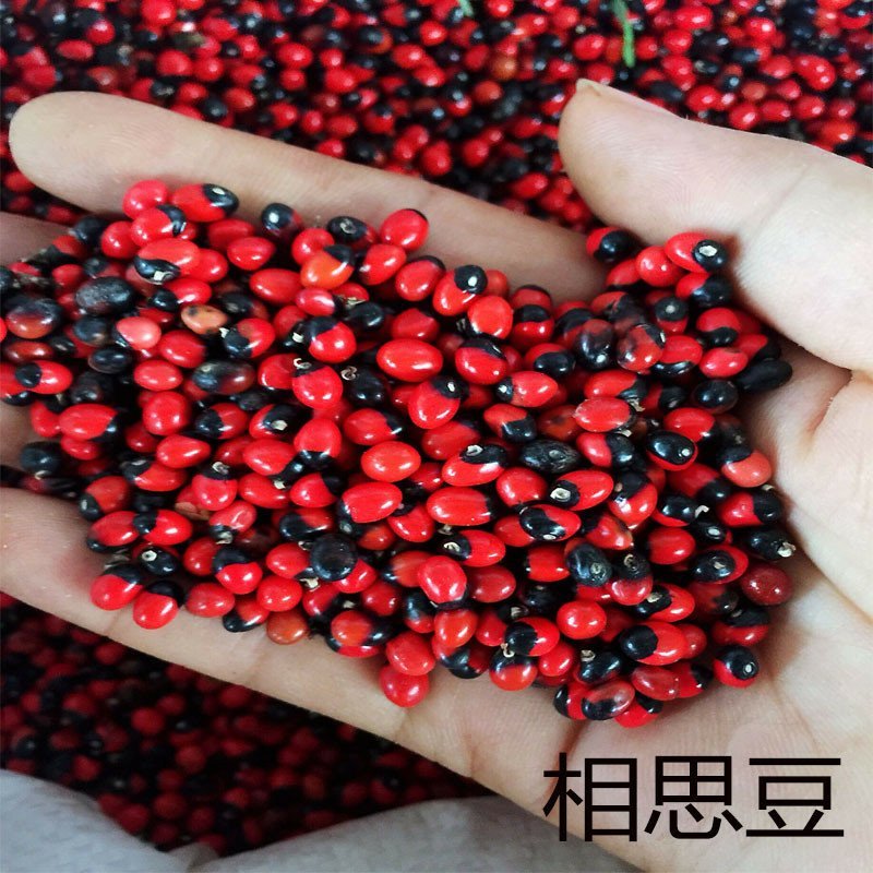 相思豆供应上千种中药材