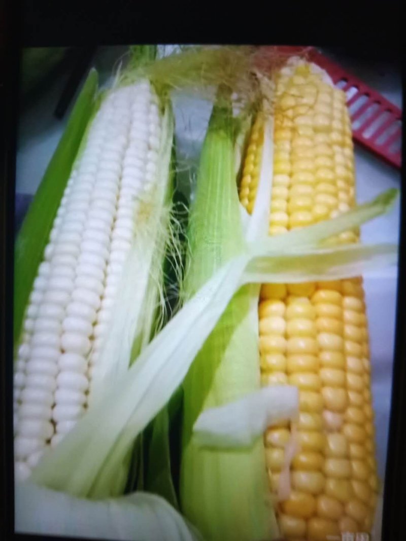 鲜食玉米