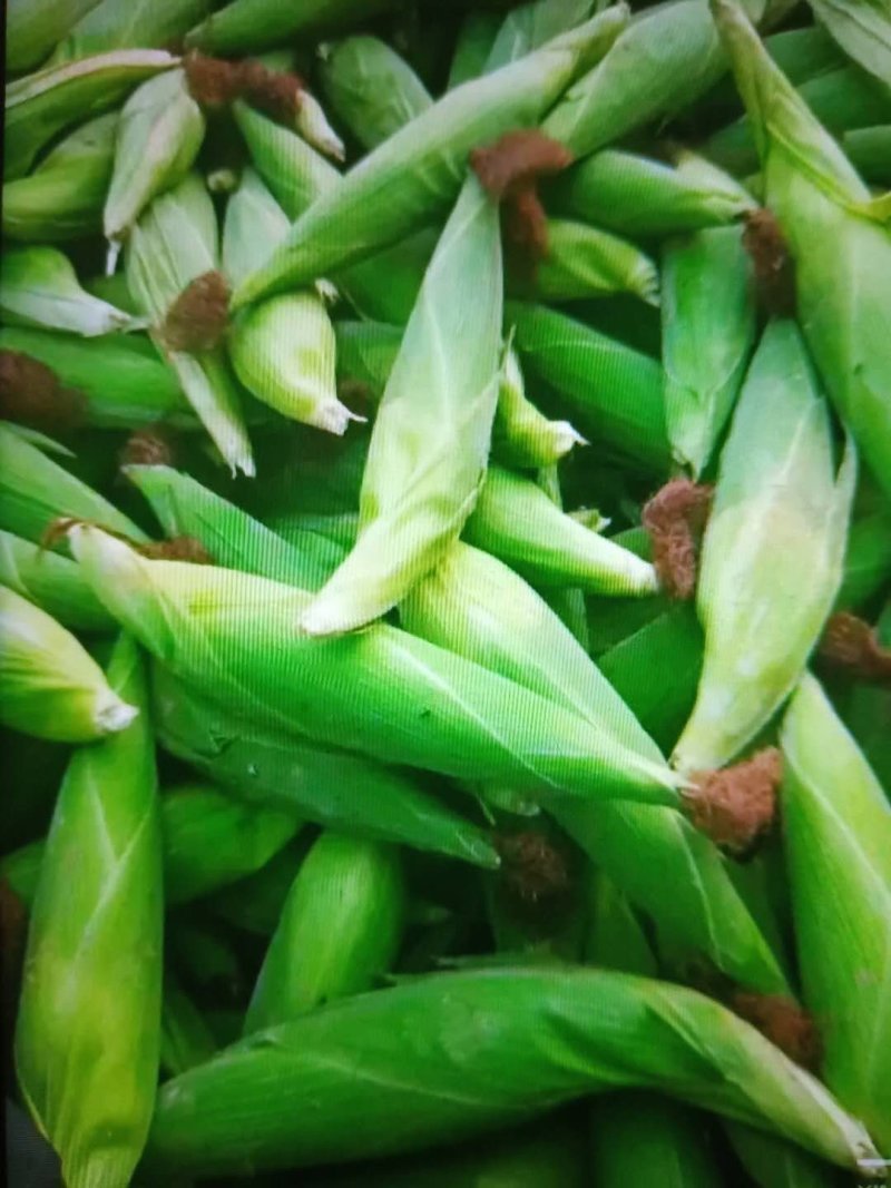 鲜食玉米