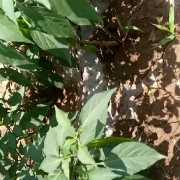 长辣7号新鲜辣椒