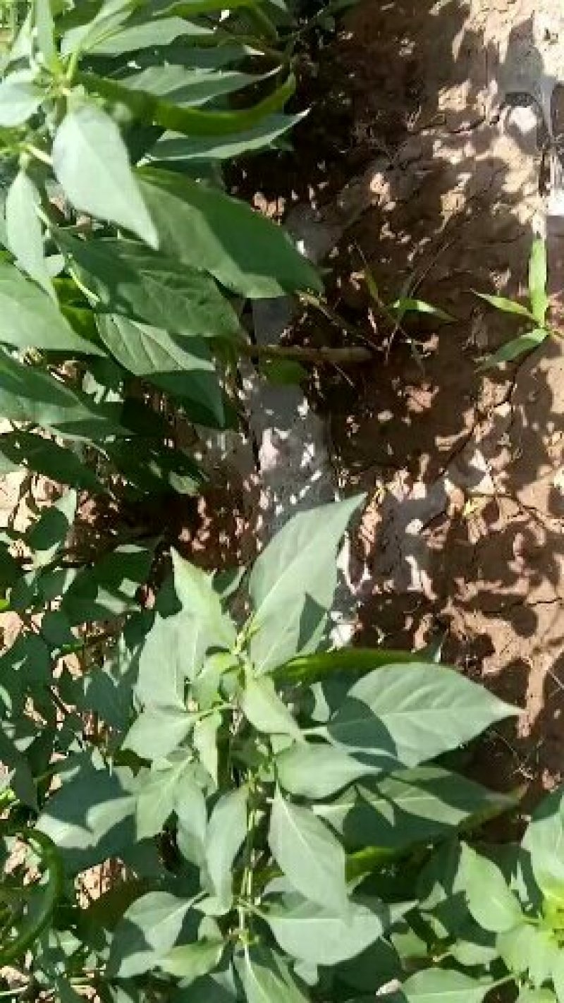 长辣7号新鲜辣椒