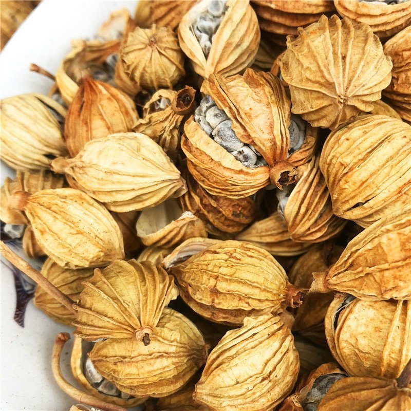 香砂供应上千种中药材