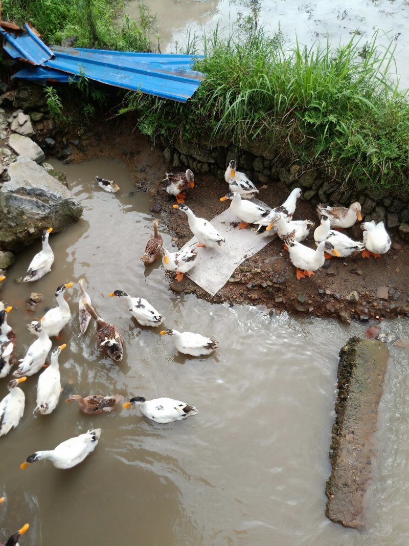 活禽