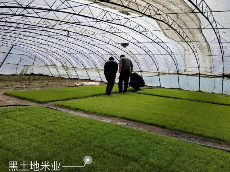 稻花香。小粒香长粒香。
