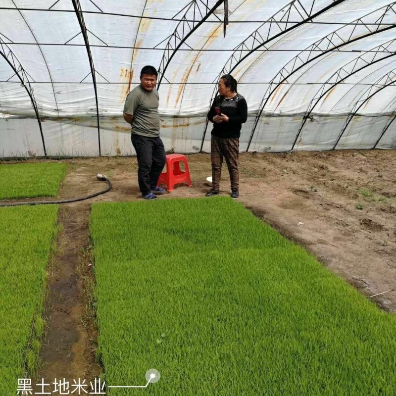 稻花香。小粒香长粒香。