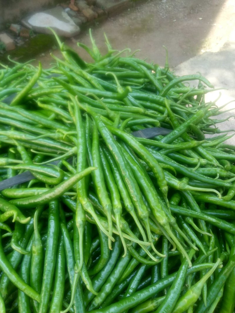 鲜辣椒