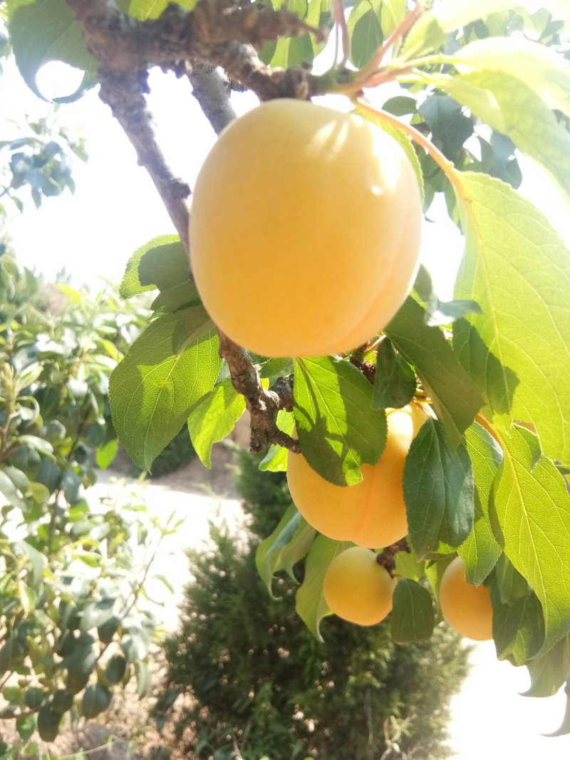 梅子订购中