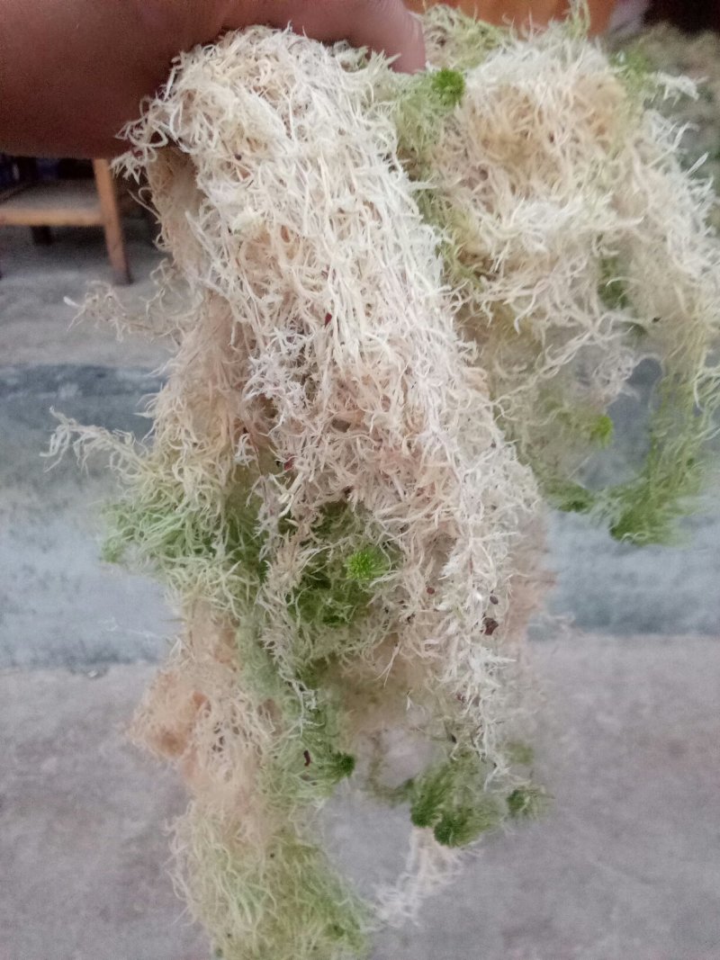 优质原生态水苔