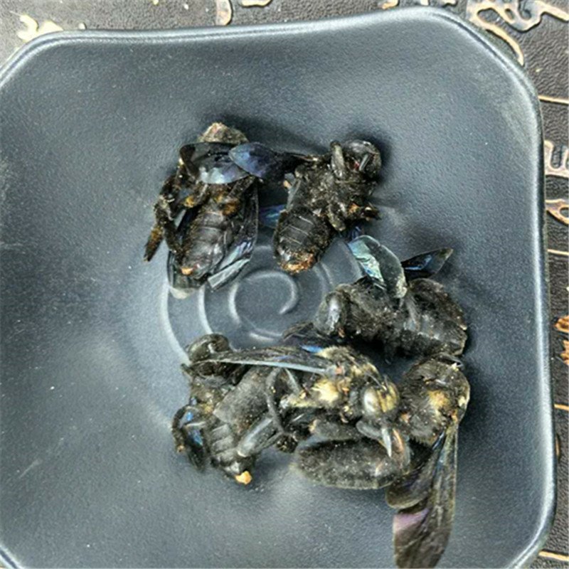包邮竹蜂乌竹蜂供应上千种中药材