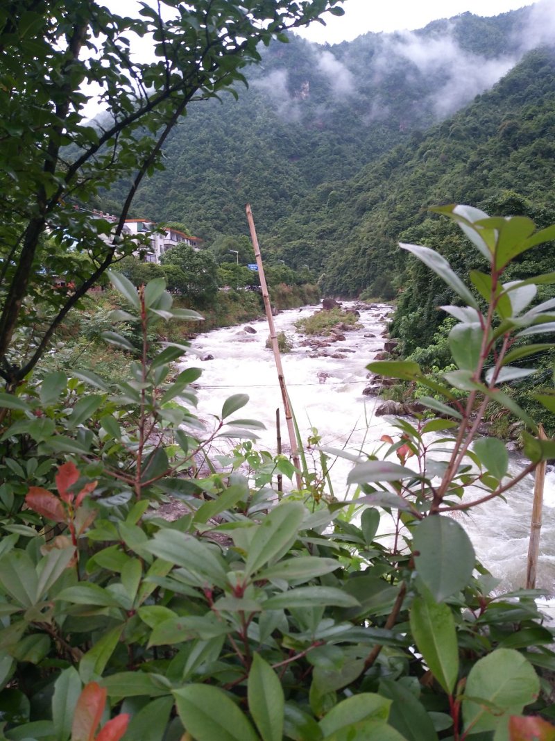 茶籽种子