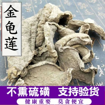 金龟莲供应上千种中药材