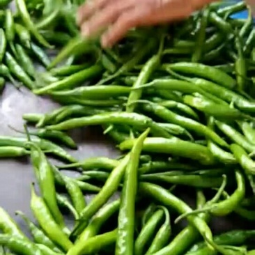 杭椒