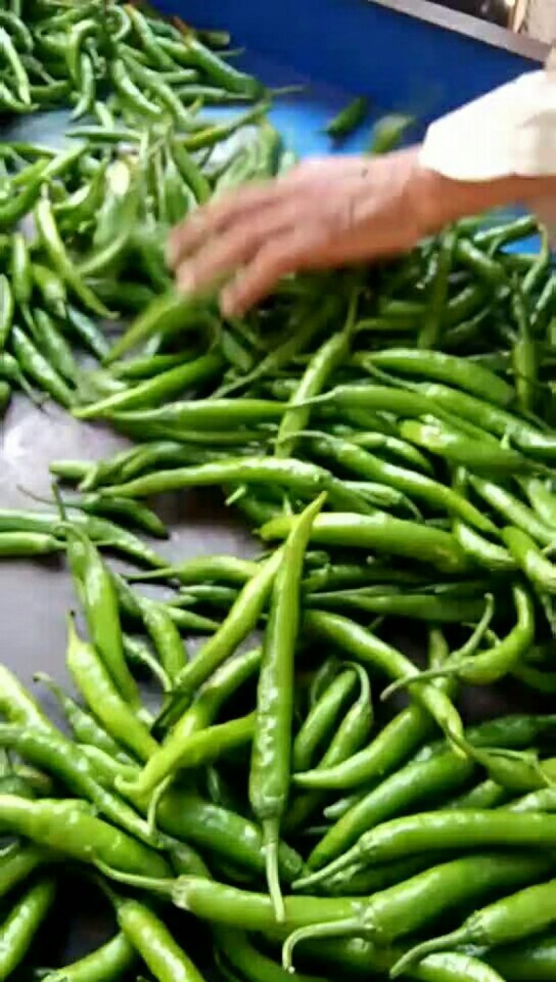 杭椒