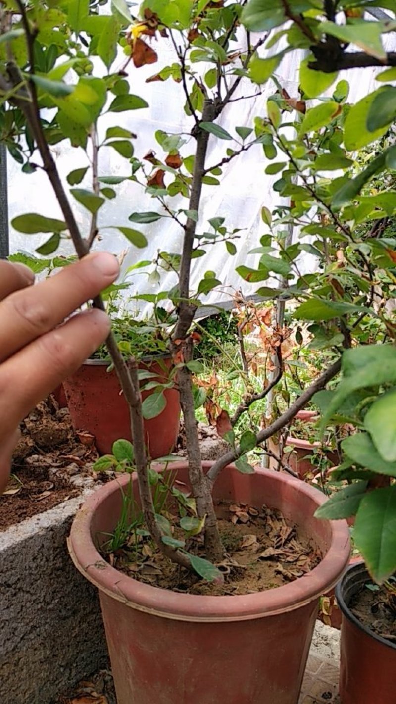海棠花盆景海棠花盆栽。玫瑰海棠昙花小苗。花