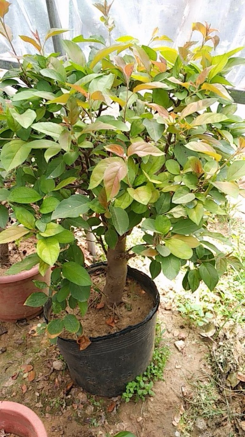 海棠花盆景海棠花盆栽。玫瑰海棠昙花小苗。花