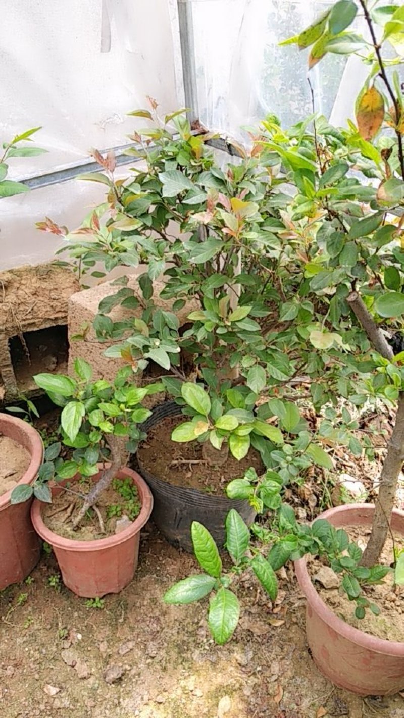 海棠花盆景海棠花盆栽。玫瑰海棠昙花小苗。花