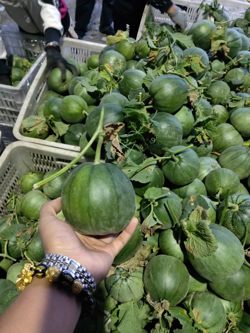 绿宝石山东费县大棚绿宝大量上市，沂蒙山基地