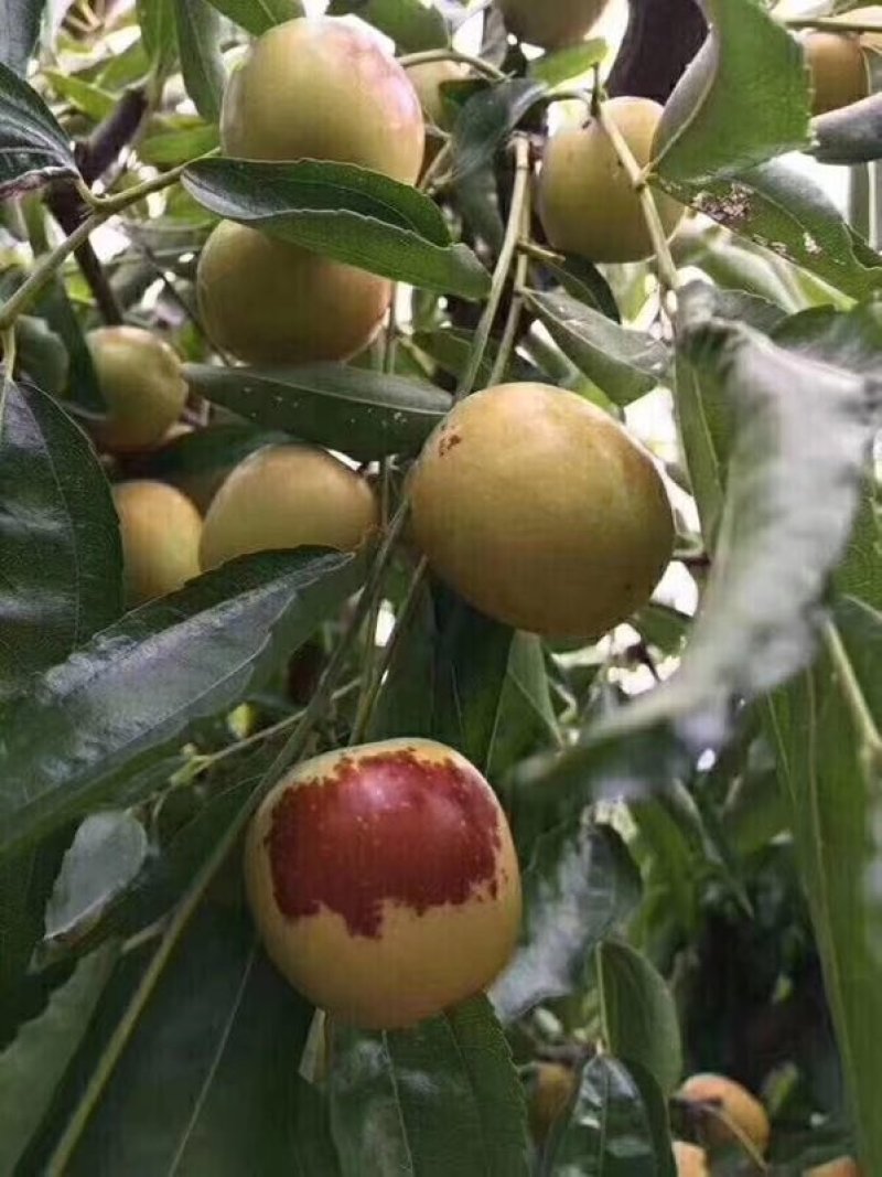 陕西大荔优质崔冬枣产地，甜度好价格低欢迎来电咨询