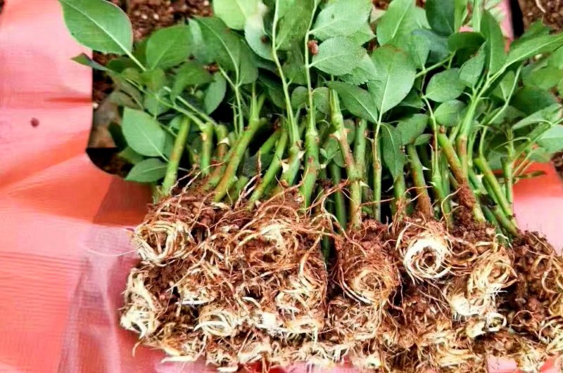 月季花苗金辉大花月季扦插苗云南昆明基地直发
