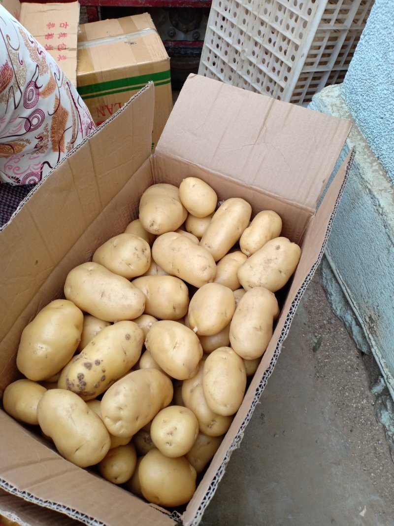 荷兰十五鲜土豆货源充足