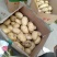 荷兰十五鲜土豆货源充足