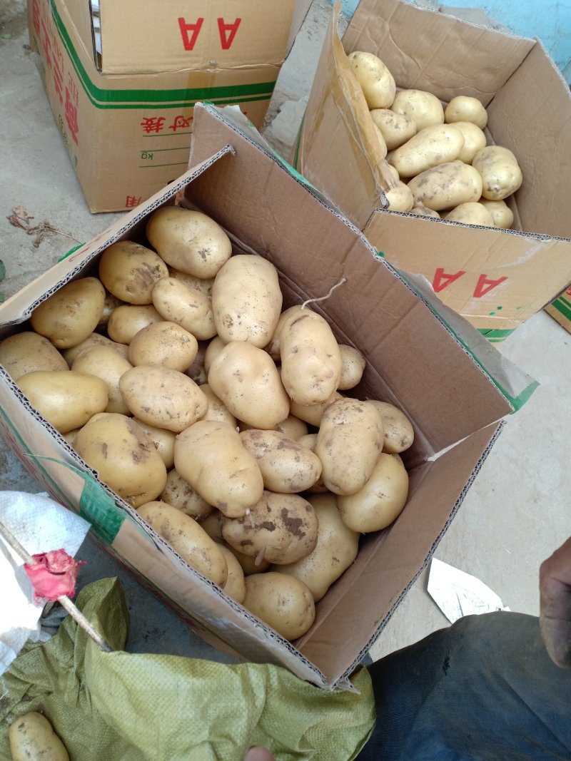 荷兰十五鲜土豆货源充足