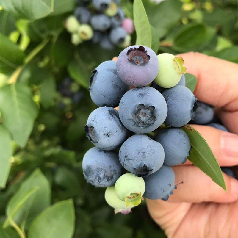 【现摘】现货蓝莓鲜果新鲜水果野生蓝莓浆果孕妇水果山东特产