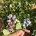 【现摘】现货蓝莓鲜果新鲜水果野生蓝莓浆果孕妇水果山东特产