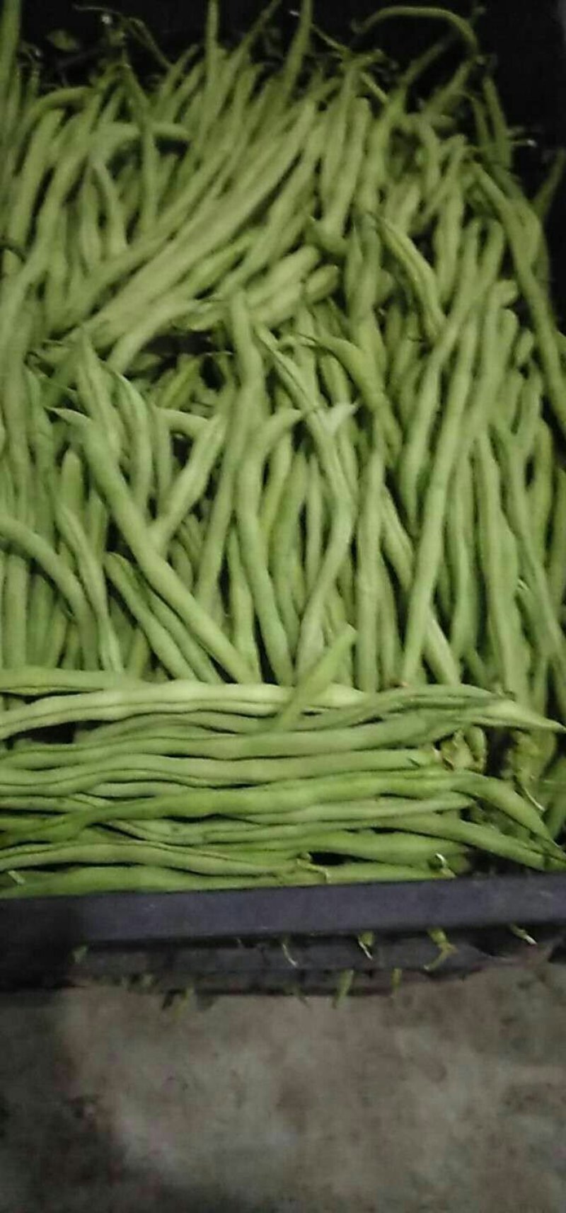 云南蔬菜，无筋豆，四季豆，产区直销，整车发货